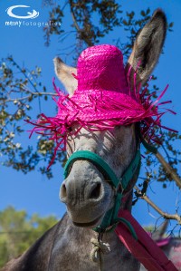 Ase d'una finca particular annexa al Puig de Reig, vestit amb els colors del Muc.