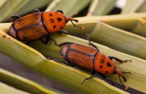 Aquesta és la plaga més mortífera per a les palmeres. Segons els biòlegs, encara no afecta els garbellons.