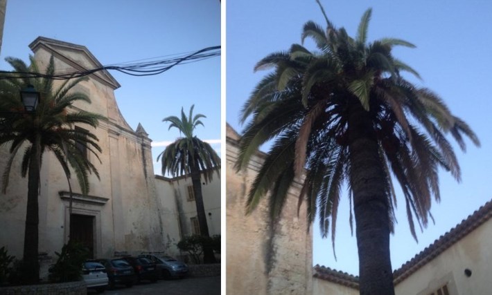 Les palmeres de la placeta del carrer de sant Francesc tenen els dies comptats. 