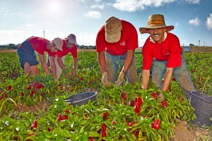 especias-crespi-pebre-tap-de-corti