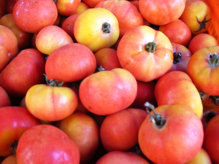 Tomàtigues_de_ramellet