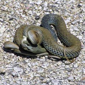 Serp verda o colobra bastarda, una de les serps no autòctones que ara són corrents a Sineu. 