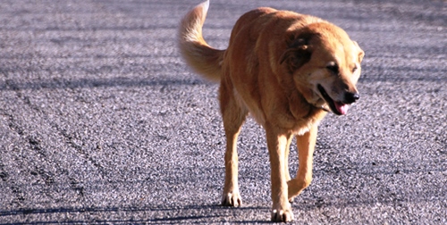 La recollida de cans abandonats ara serà tasca de la Fundació Natura Park. 