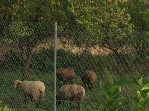 Guarda d'ovelles netejant el local del costat de sa Quintana (foto: Ajuntament de Sineu).