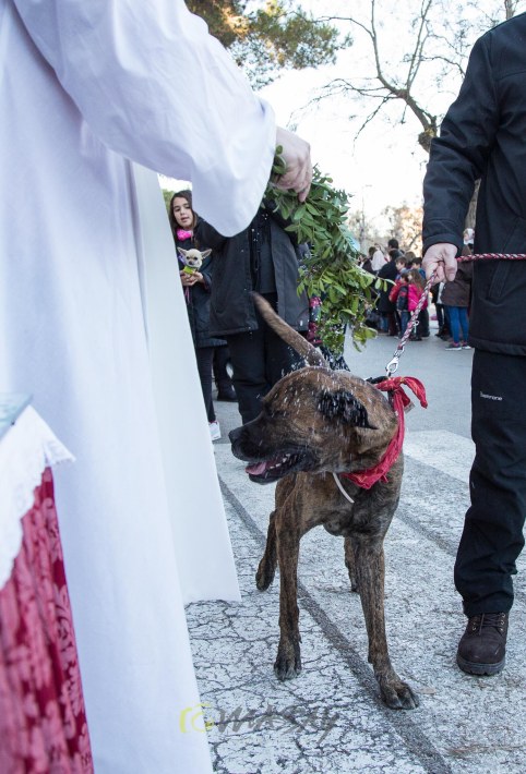 Enguany els cans eren majoria a les beneïdes. Foto Macià Puiggròs.