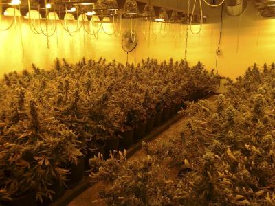 Un laboratori com aquest amb més de 100 plantes s'hauria desmantellat avui en el carrer Concòrdia. 