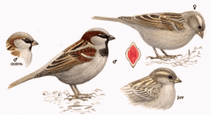 Gorrió mascle, femella, juvenil, i aspecte de la boca oberta d'una cria. (extret de Avibirds)