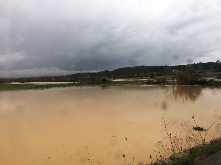 Un camp inundat a Lloret, avui matí, a només uns quilòmetres de Sineu. 