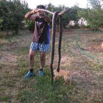 Serp localitzada a Capdepera (font Diario de Mallorca).