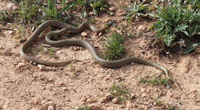 Serps de garriga a Mallorca (font J. Capellà vertebradosibericos.org)